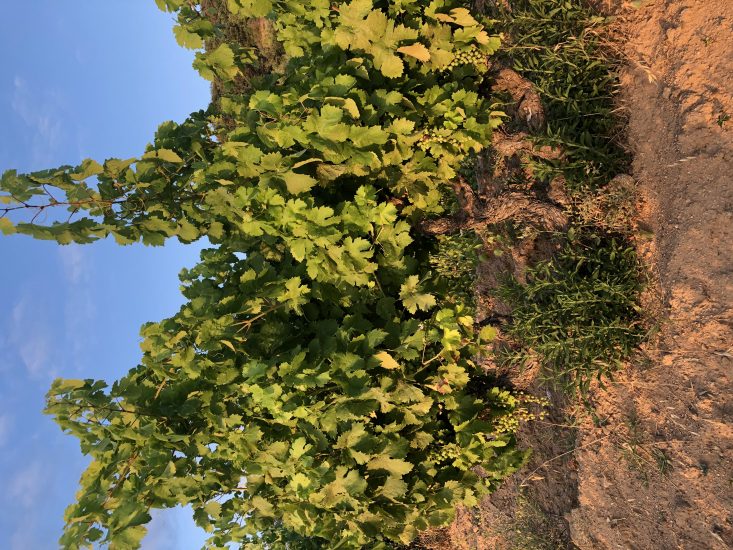 Bentu Luna, la cantina sarda di Gabriele Moratti