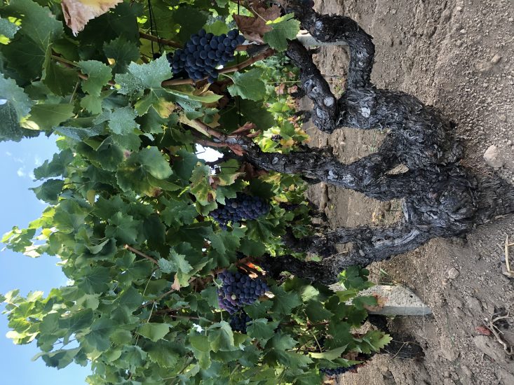 La vite ad alberello