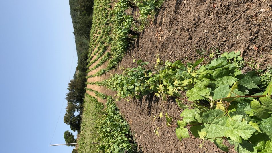 Bentu Luna, la cantina sarda di Gabriele Moratti