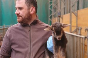 Dalla Treccani alla terra: la scelta di vita di Martino Patti, il pastore di Cascina Badin