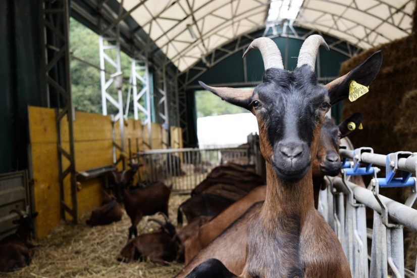Cascina Badin, il sogno dalla Treccani alla terra