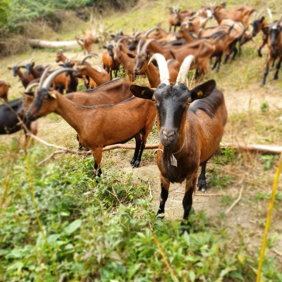 Cascina Badin, il sogno dalla Treccani alla terra