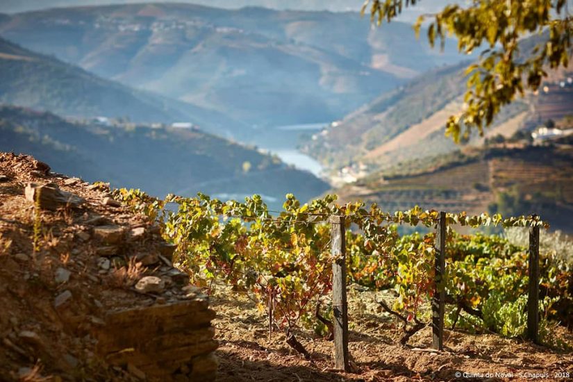 Il paesaggio vitato dell’Alto Douro