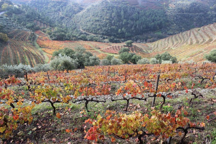 Il paesaggio vitato dell’Alto Douro