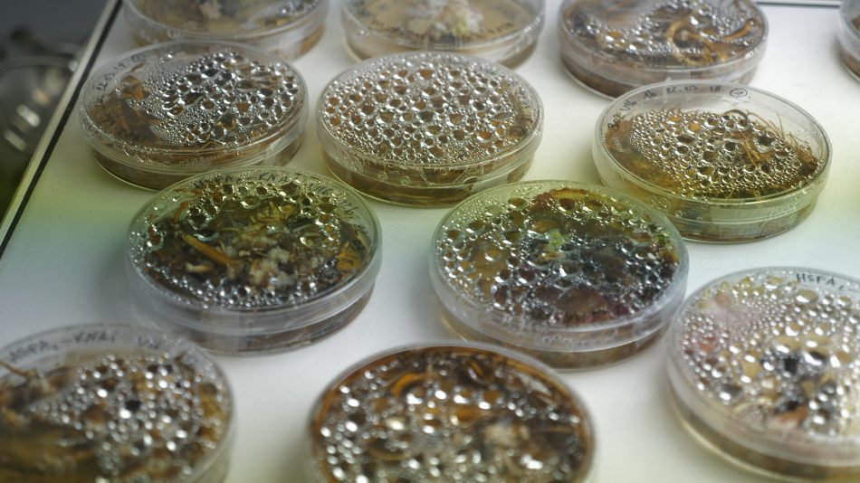 Come “lo spazio” influisce su vino e vite: le prime evidenze “enoiche” della missione Wise