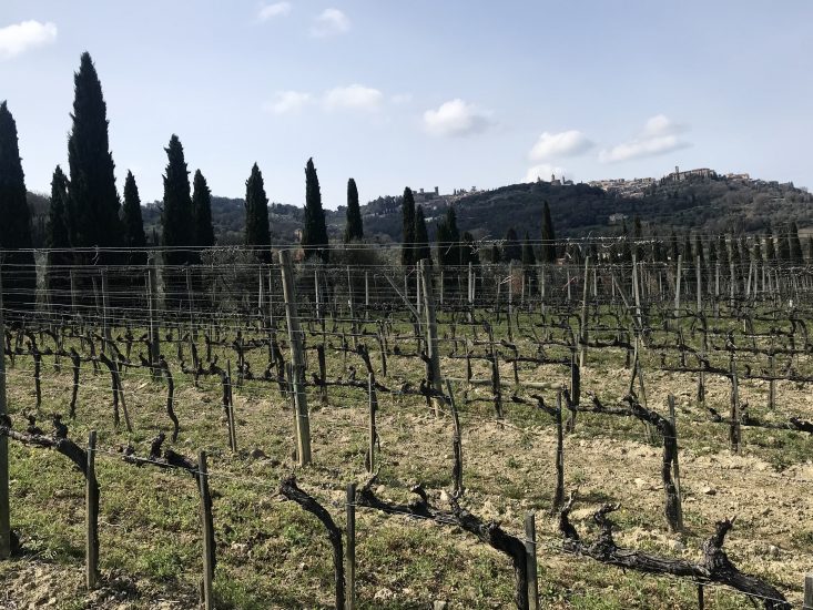 I filari del Brunello di Montalcino
