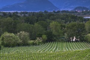 Alle origini di un patrimonio unico: nasce l’Atlante delle parentele dei vitigni italiani