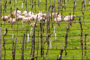 “Pasturing” vineyards, from South Tyrol to Sicily, in the name of sustainability