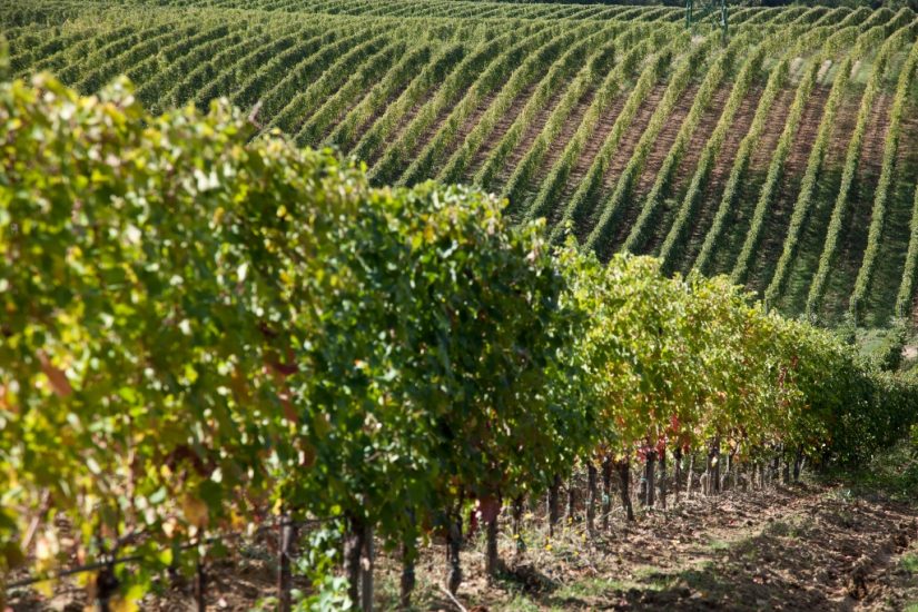 I vigneti di Monte delle Vigne