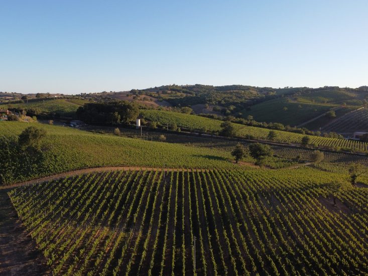 Il territorio del Morellino di Scansano