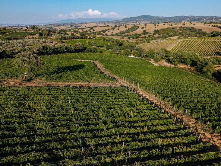 Il territorio del Morellino di Scansano