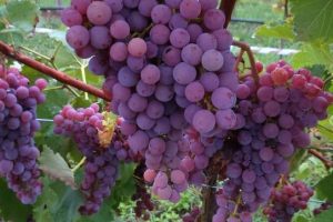 Trentino: ecco le sette varietà resistenti ad oidio e peronospora più promettenti