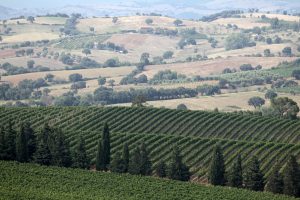 Morellino di Scansano, “Tuscany” will be on the label. Green light to modify the specification