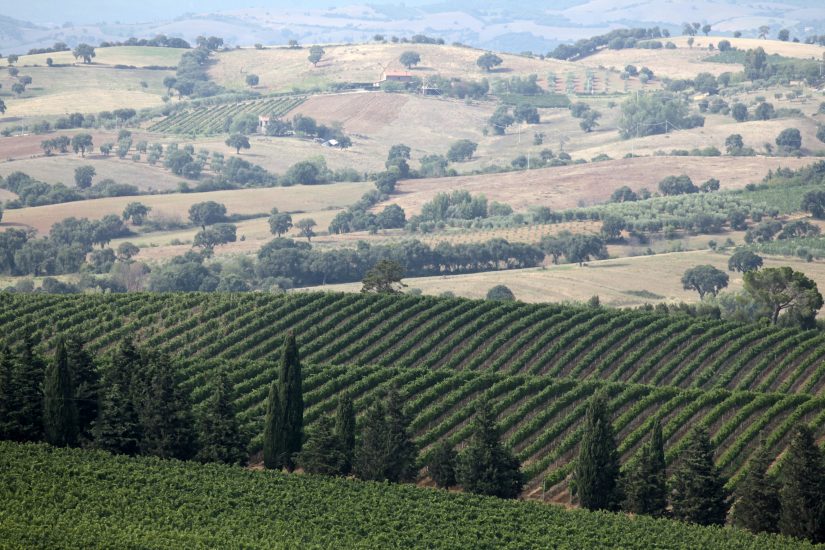 Il territorio del Morellino di Scansano, che ora potrà mettere Toscana in etichetta