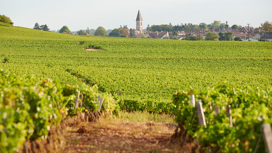 I vigneti della cote de Nuits