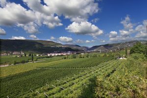 Vino e cooperazione, nasce la Cantine di Verona: fusione tra Cantina Valpantena e Cantina di Custoza