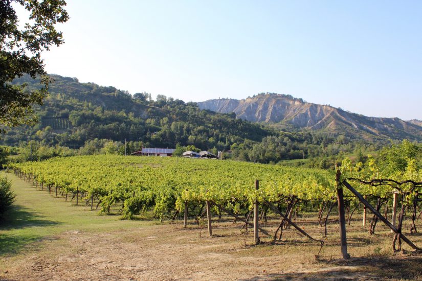 I vigneti di Colle degli Angeli premiata con il  Premio Innovazione di Confagricoltura