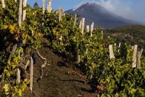 Un Osservatorio permanente per spingere sull’enoturismo. A lanciarlo il Consorzio dei Vini Etna Doc Un Osservatorio permanente per spingere sull’enoturismo. A lanciarlo il Consorzio dei Vini Etna Doc