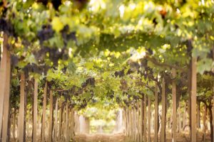 “Il mercato del vino dopo un anno di pandemia”: domani l’analisi di Coldiretti “Il mercato del vino dopo un anno di pandemia”: domani l’analisi di Coldiretti