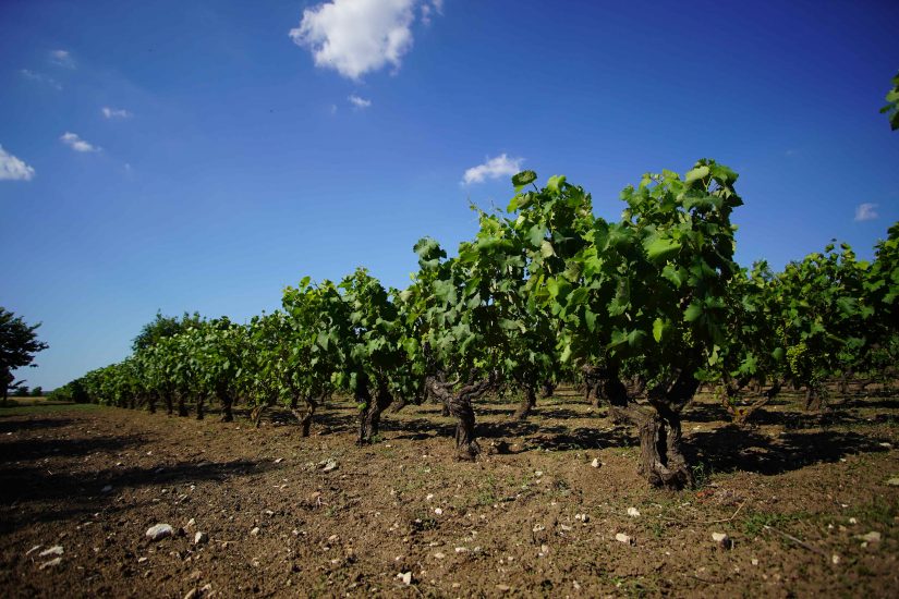 I vigneti di Primitivo coltivati ad Alberello