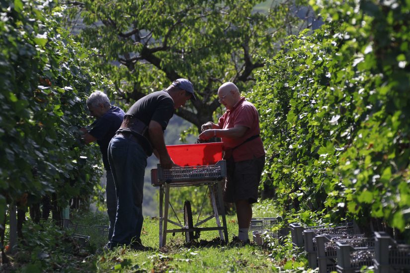 Tra le vigne di Cantina Valpantena, oggi Cantine di Verona, dopo la fusione con Custoza