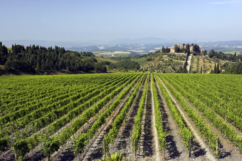 I vigneti di Castelgiocondo di Frescobaldi a Montalcino