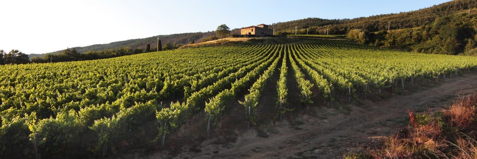 I vigneti di Pomino di Frescobaldi