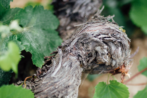 Spagna, dal 2025 il vertice qualitativo del Cava sarà al 100% biologico