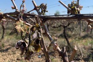 Wine grapes, 2 billion euros of insured value in 2021 (+ 4.7% on 2020) Wine grapes, 2 billion euros of insured value in 2021 (+ 4.7% on 2020)