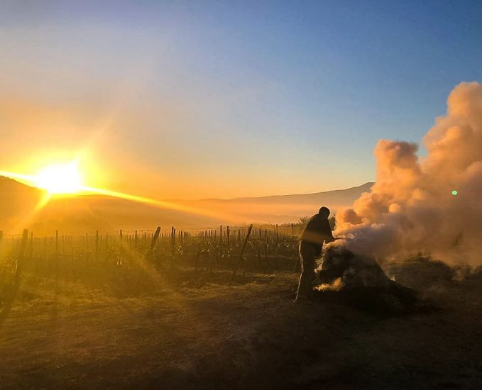 I filari del Brunello di Montalcino messi in salvo dal fumo