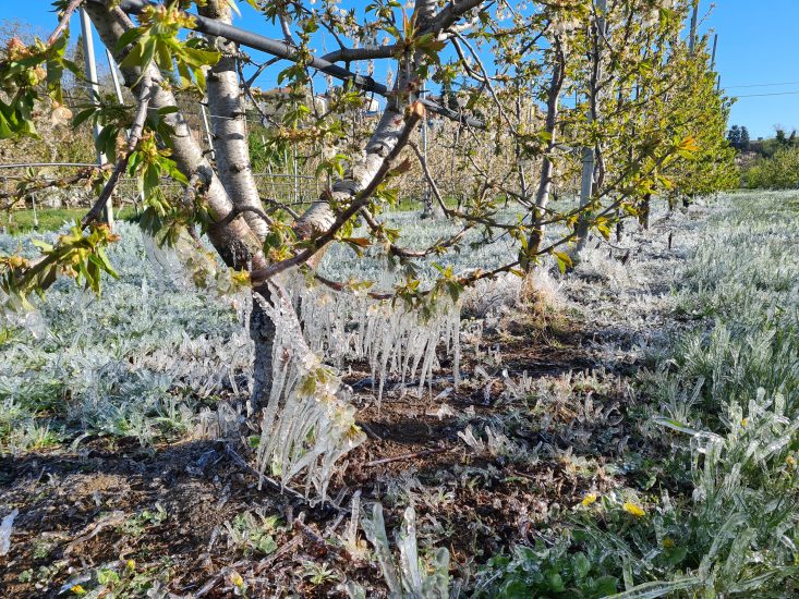 I danni del gelo tra i campi italiani