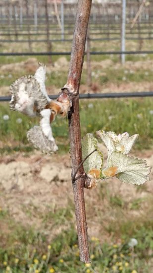 I danni del gelo tra i campi italiani