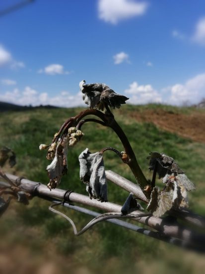 I danni del gelo tra i campi italiani