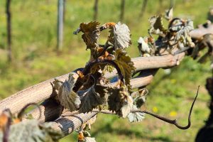 Dopo le gelate, in Francia gi&agrave; le prime stime di vendemmia 2021. Ipotesi a 32 milioni di ettolitri