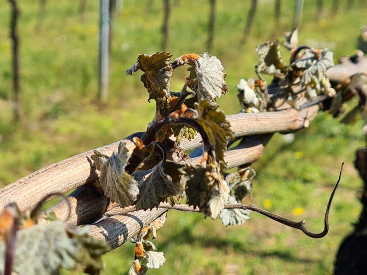 I danni del gelo tra i campi italiani