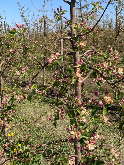 I danni del gelo tra i campi italiani