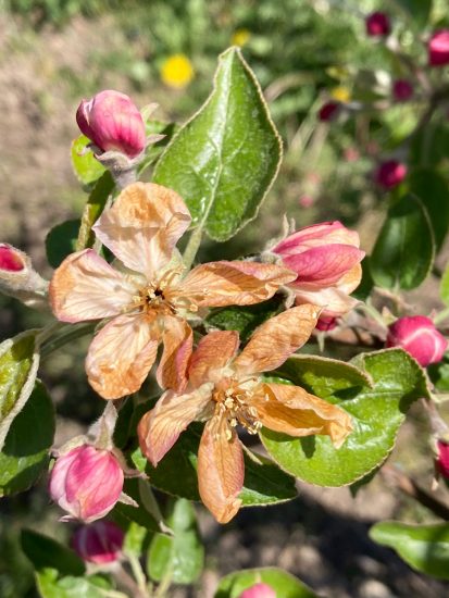 I danni del gelo tra i campi italiani