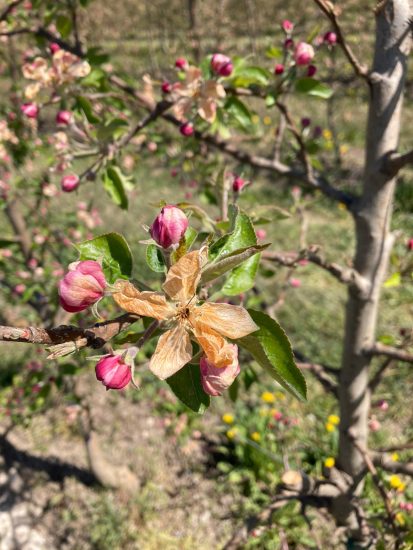 I danni del gelo tra i campi italiani