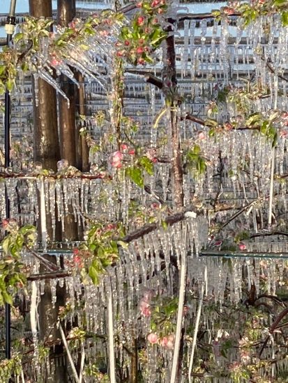 I danni del gelo tra i campi italiani