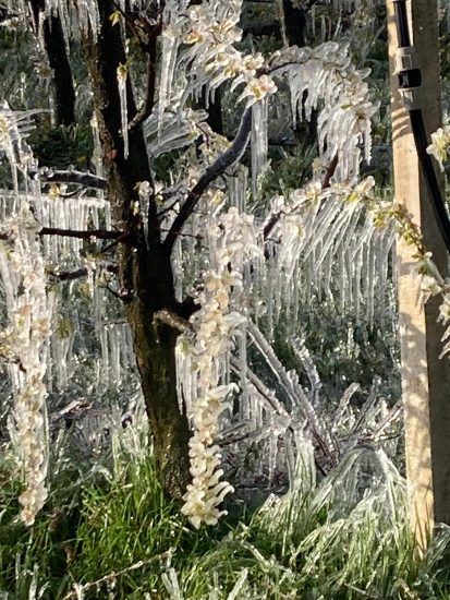 I danni del gelo tra i campi italiani