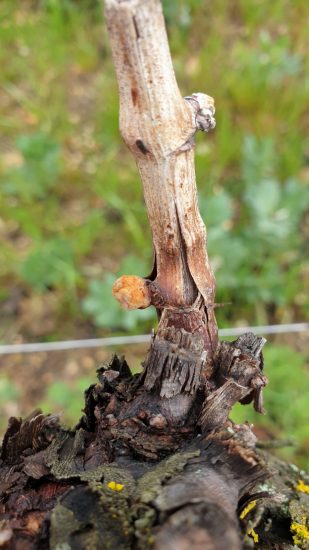 Gelate di aprile in vigna, le stime di Ismea e Unione Italiana Vini (Uiv): perdite tra il 5% ed il 20%