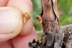 Gelate di aprile in vigna, le stime Ismea-Unione Italiana Vini (Uiv): perdite tra il 5% ed il 20% Gelate di aprile in vigna, le stime Ismea-Unione Italiana Vini (Uiv): perdite tra il 5% ed il 20%