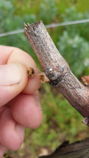 Le conseguenze dei danni delle gelate dei giorni passati sono anche queste ...