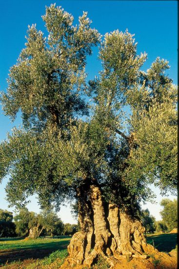 Guida agli Extravergini 2021 Slow Food: un anno difficile per l’olio, ma il settore è vivo