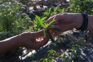 Residui di agrofarmaci, Italia tra i Paesi con maggior numero di controlli e migliori performance