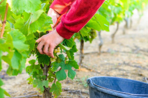 Ragazzi con disabilità tra le vigne ed in cantina per promuovere l’inserimento lavorativo
