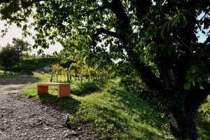 Seven benches, one for each winery, with a “view” on Oslavia: the idea of Ribolla producers