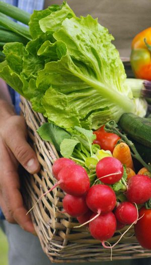 Prezzi agricoli Ue sotto pressione: crollano i ricavi (-5,8%), aumentano i costi produttivi (+4,7%)