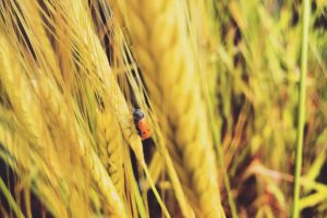 Pieve a Salti, Grissini di Farina Monococco