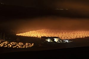 Dopo le gelate, la conta dei danni tra i filari e il silenzio dei media italiani Dopo le gelate, la conta dei danni tra i filari e il silenzio dei media italiani
